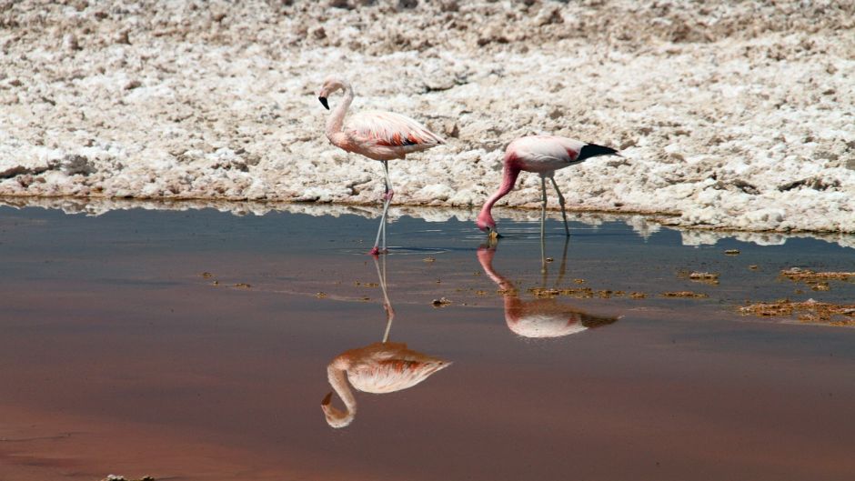 Flamenco Chileno, Guia de Fauna. RutaChile.   - 