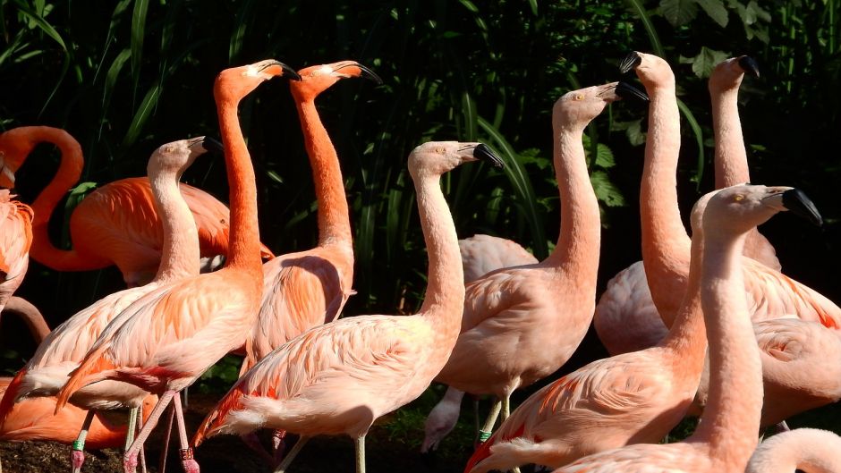 Flamenco Chileno, Guia de Fauna. RutaChile.   - CHILE