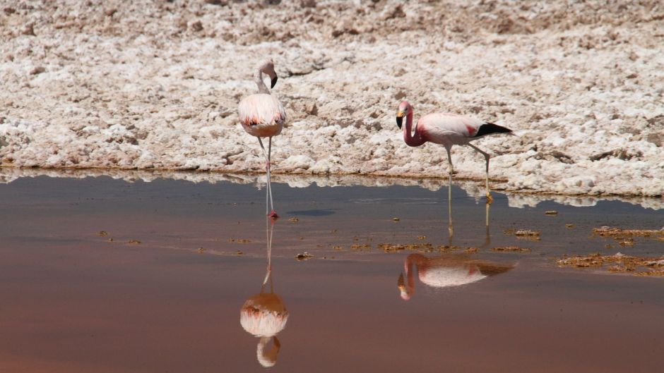 Flamenco Chileno, Guia de Fauna. RutaChile.   - BRASIL