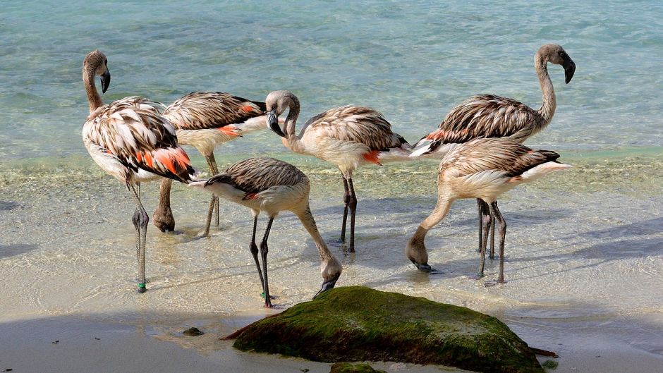 Flamenco Chileno, Guia de Fauna. RutaChile.   - ARGENTINA