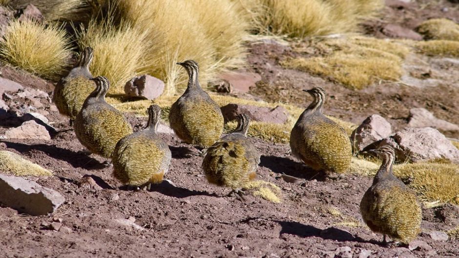 Perdiz de puna, Guia de Fauna. RutaChile.   - BOLIVIA