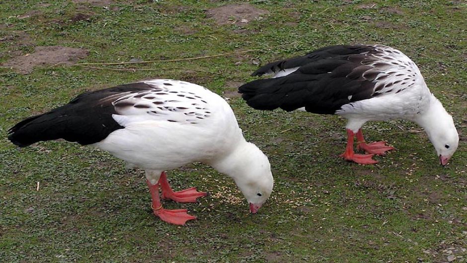 Huallata, Guia de Fauna. RutaChile.   - ARGENTINA