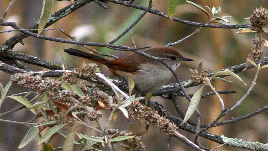 Canastero, Guia de Fauna. RutaChile.   - CHILE