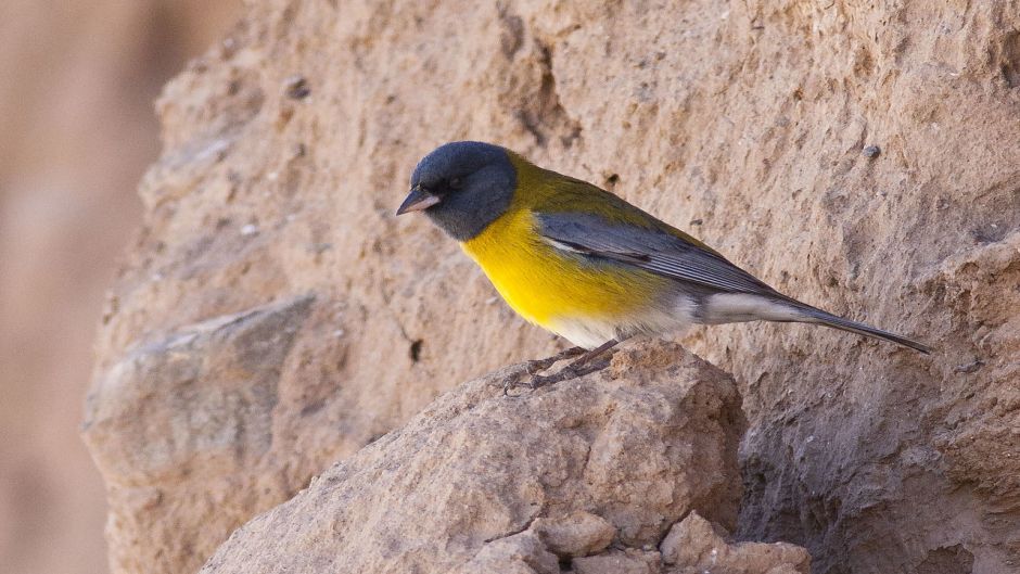 Cometocino de Gay, Guia de Fauna. RutaChile.   - CHILE