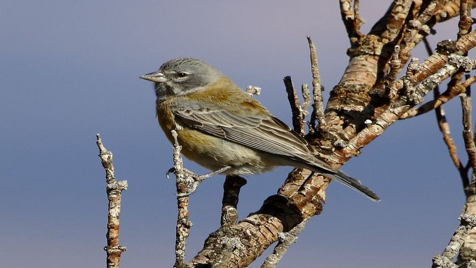 Cometocino de Gay, Guia de Fauna. RutaChile.   - 