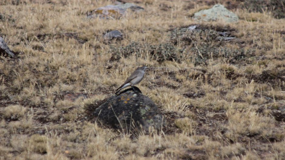 Dormilona fraile, Guia de Fauna. RutaChile.   - 