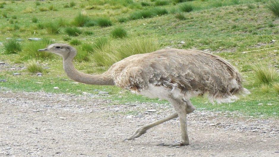 Ñandú de la puna, Guia de Fauna. RutaChile.   - 