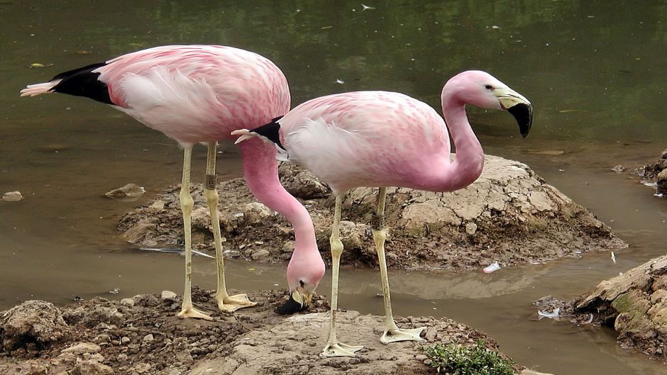 Parina grande, Guia de Fauna. RutaChile.   - PERU