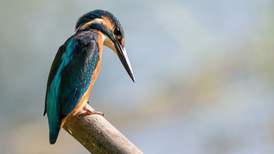 Martín pescador, Guia de Fauna. RutaChile.   - BOLIVIA