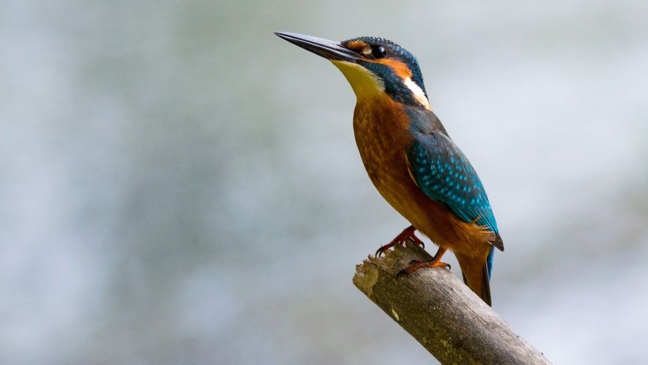 Martín pescador, Guia de Fauna. RutaChile.   - ECUADOR