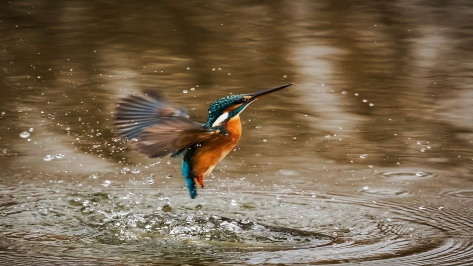 Martín pescador, Guia de Fauna. RutaChile.   - BRASIL