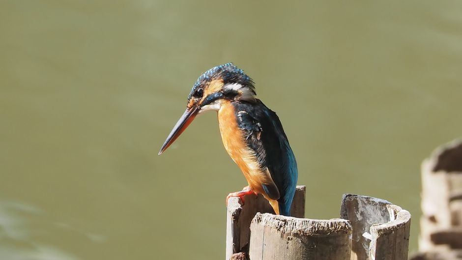 Martín pescador, Guia de Fauna. RutaChile.   - PUERTO RICO