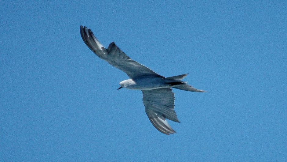 Tiñosa gris, Guia de Fauna. RutaChile.   - CHILE