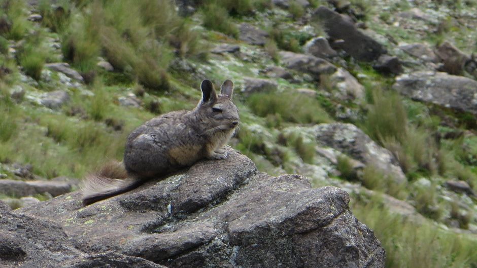 Vizcacha norteña.   - CHILE