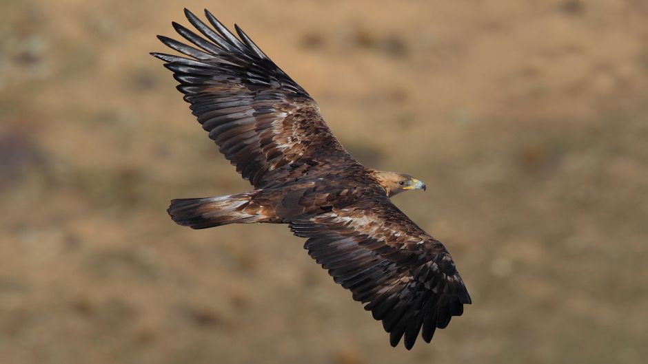 Aguila real.   - BELGICA