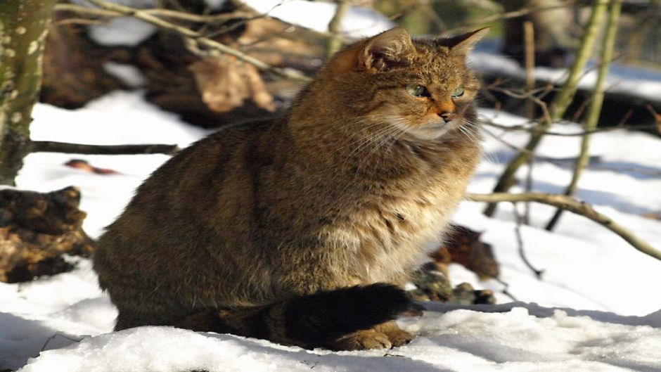 Gato montés.   - BULGARIA