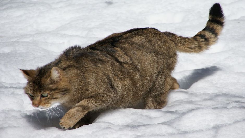 Gato montés.   - FRANCIA