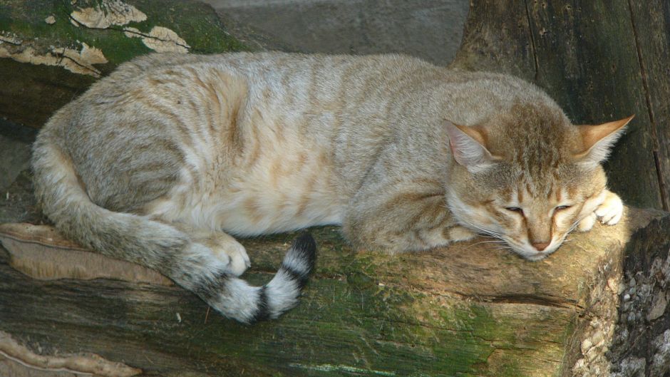 Gato montés.   - ESLOVENIA