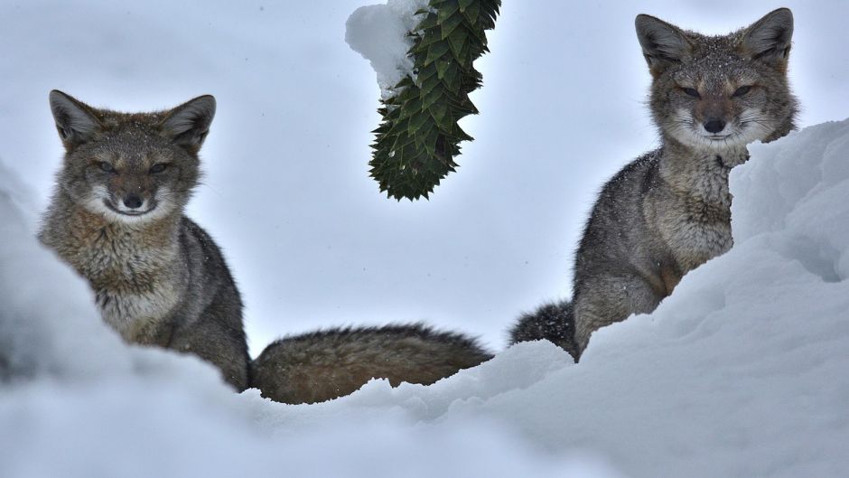 Zorro Chilla, Guia de Fauna. RutaChile.   - 