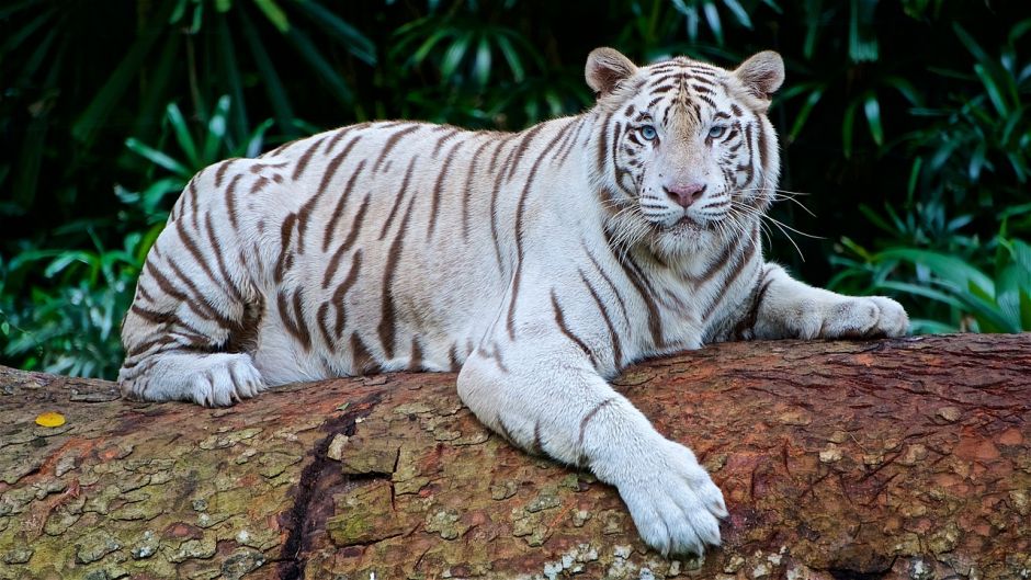 Tigre Blanco.   - CHINA