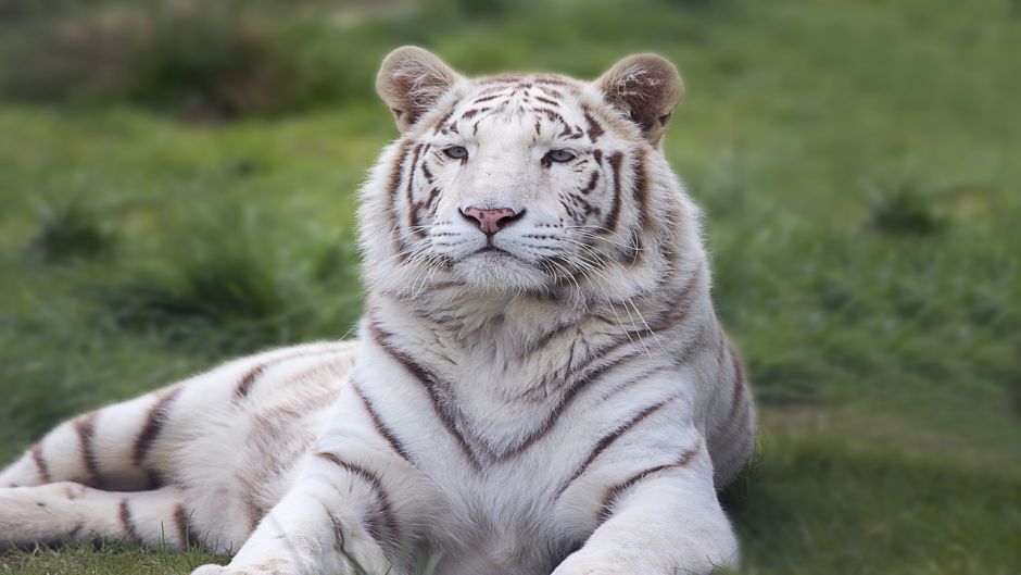 Tigre Blanco.   - 