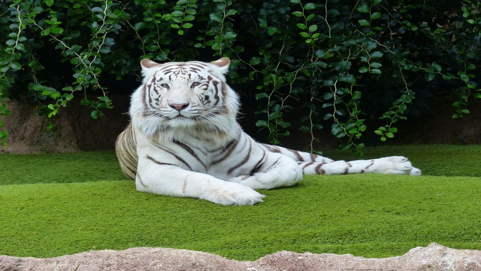 Tigre Blanco.   - INDIA