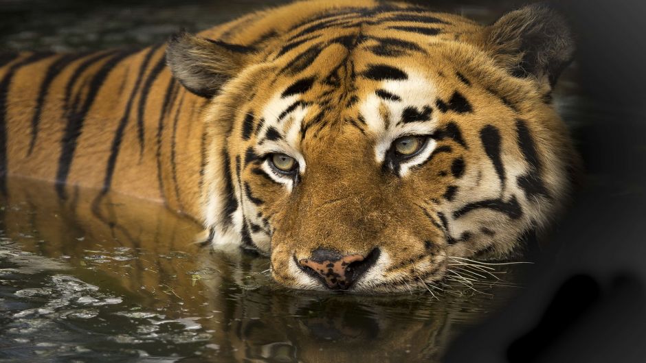 Tigre de Bengala.   - INDIA