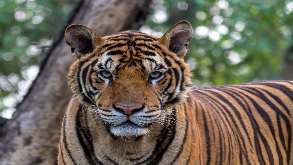 Tigre de Bengala.   - INDIA