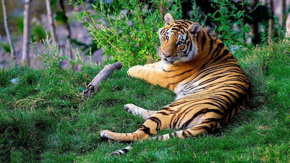 Tigre de Bengala.   - INDIA