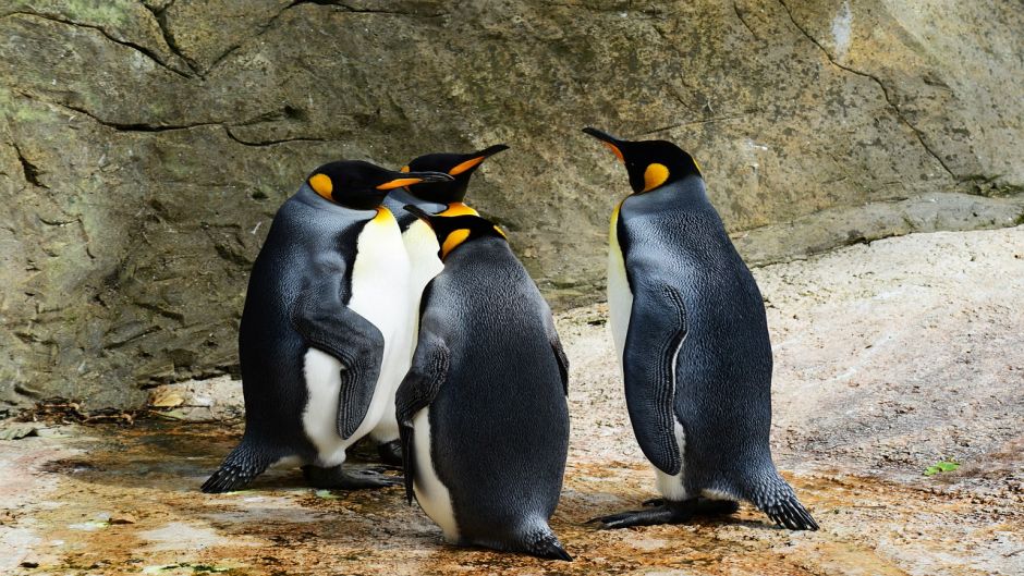 Pingüino Rey.   - AUSTRALIA