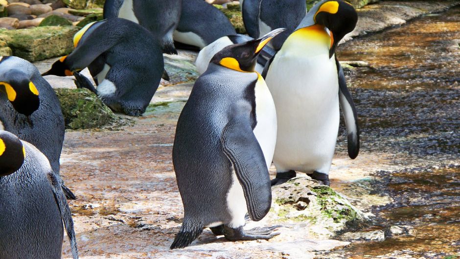 Pingüino Rey.   - ARGENTINA