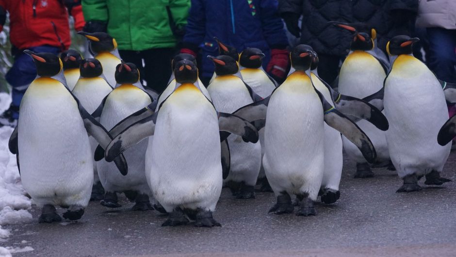 Pingüino Rey.   - AUSTRALIA