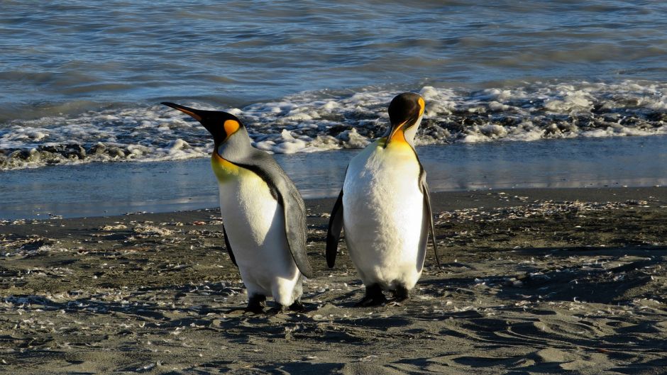 Pingüino Rey.   - AUSTRALIA