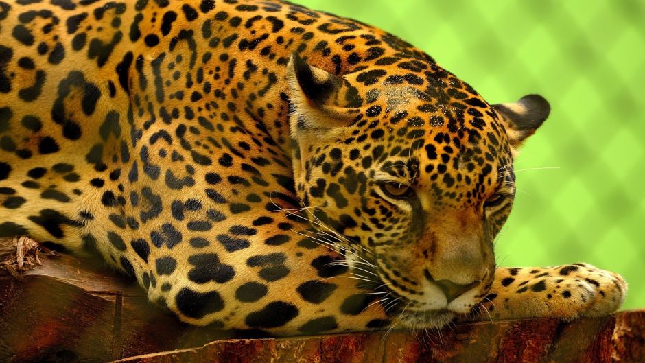 Jaguar.   - GUATEMALA