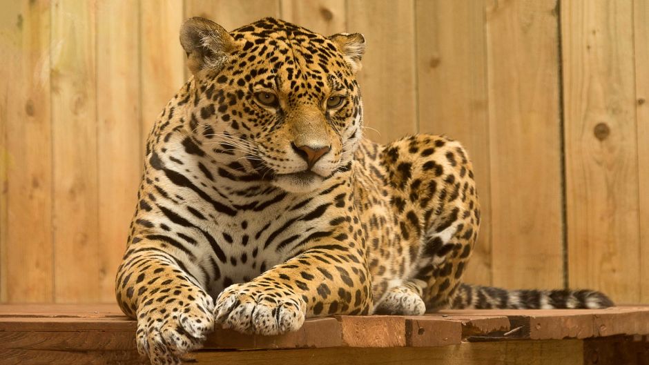 Jaguar.   - NICARAGUA