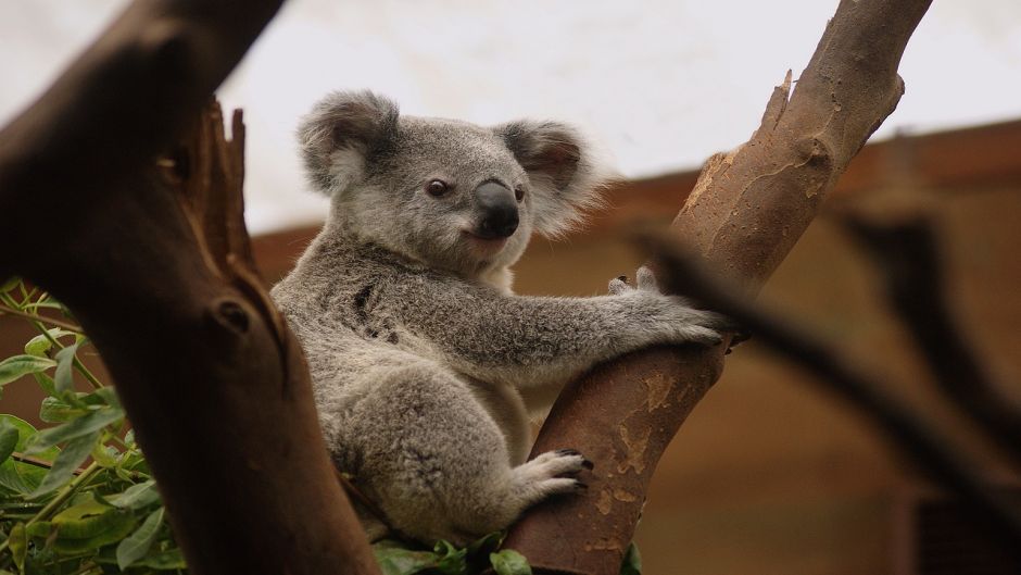 Koala.   - 