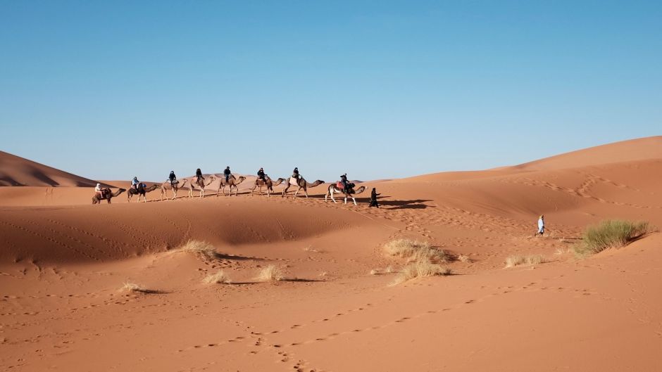 Camello, dromedario .   - EMIRATOS ARABES UNIDOS