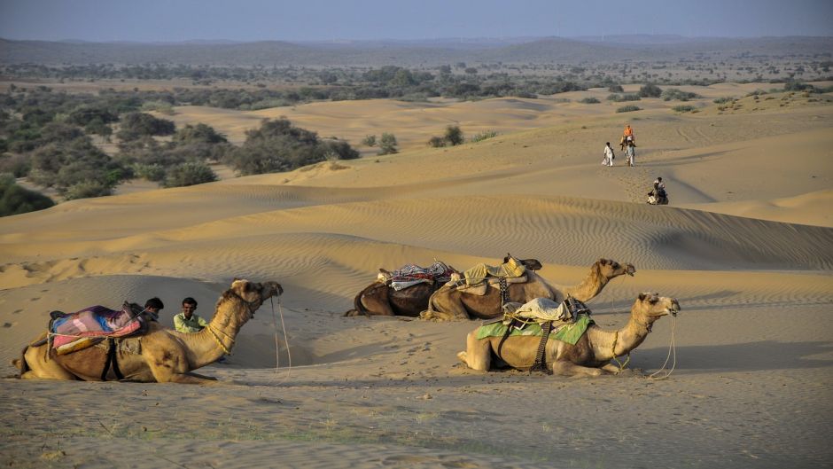 Camello, dromedario .   - INDIA