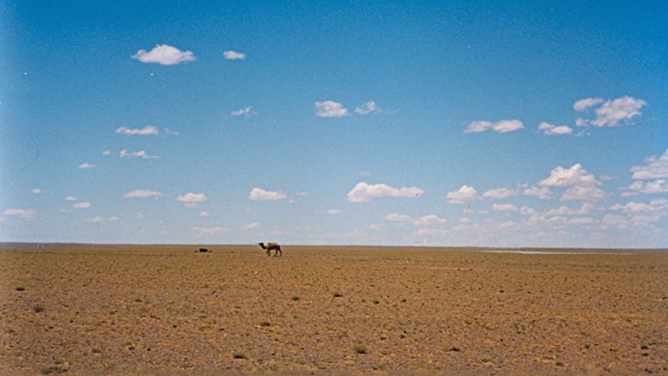 Camello Salvaje.   - CHINA