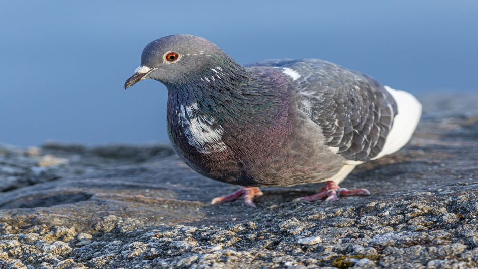 Paloma Doméstica.   - ECUADOR