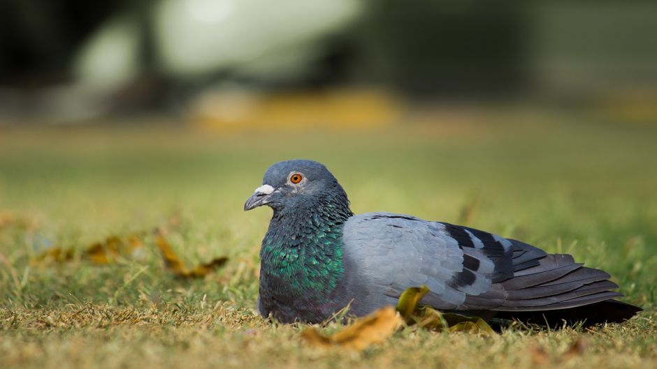 Paloma Doméstica.   - ECUADOR