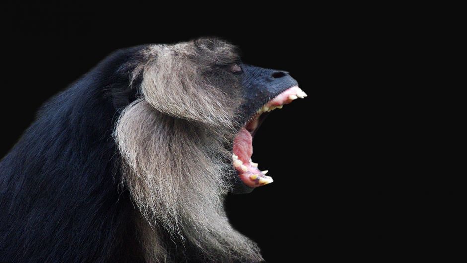 Mono Aullador.   - BRASIL