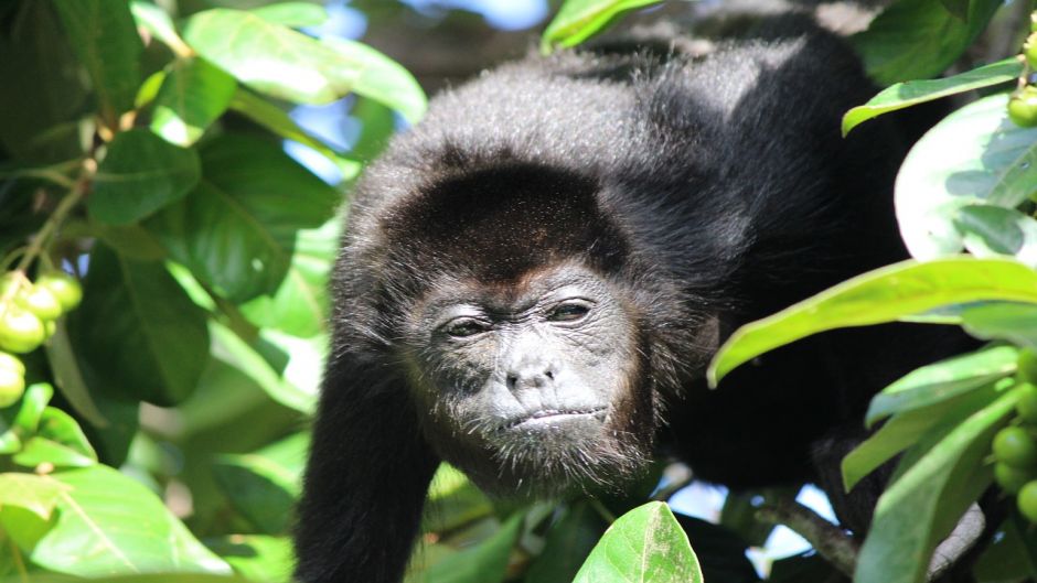 Mono Aullador.   - COSTA RICA