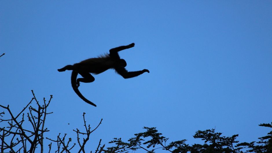 Mono Aullador.   - NICARAGUA