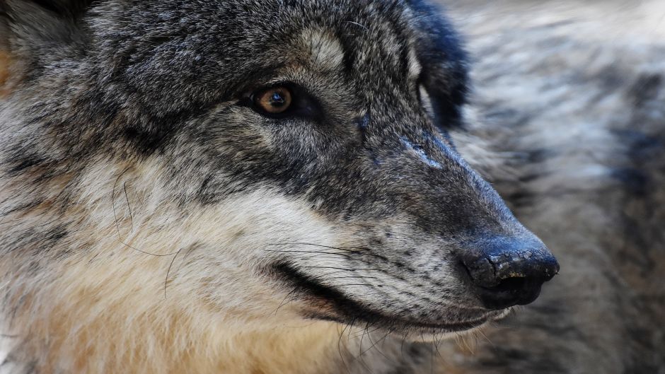 Lobo Europeo.   - SUIZA