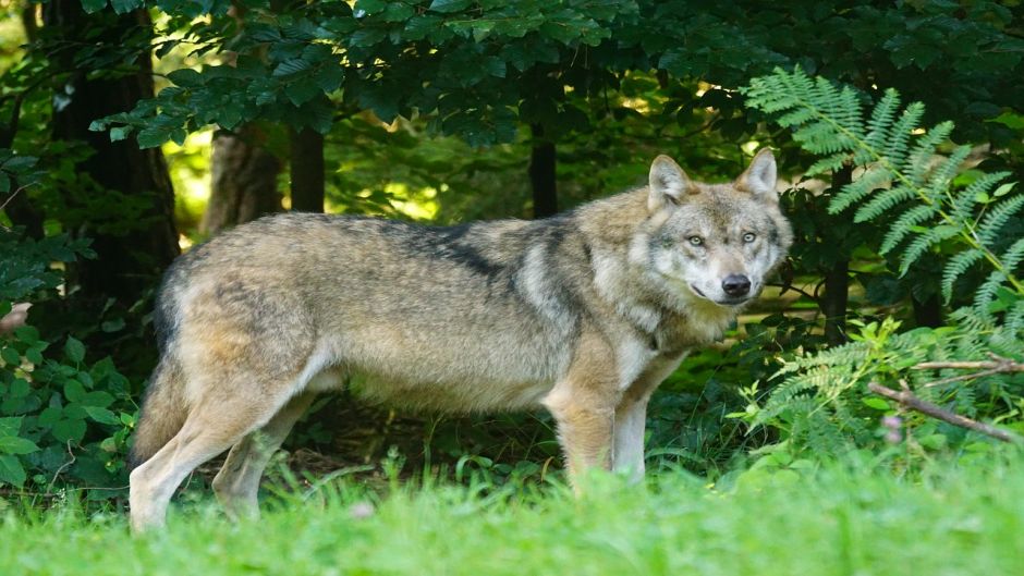 Lobo Europeo.   - SUECIA