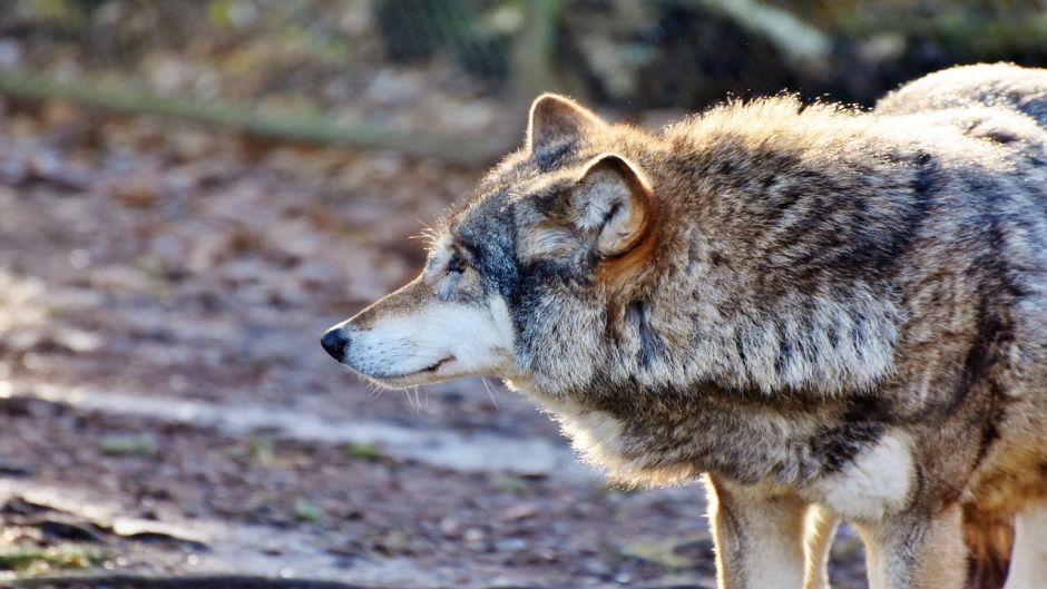 Lobo Europeo.   - FRANCIA