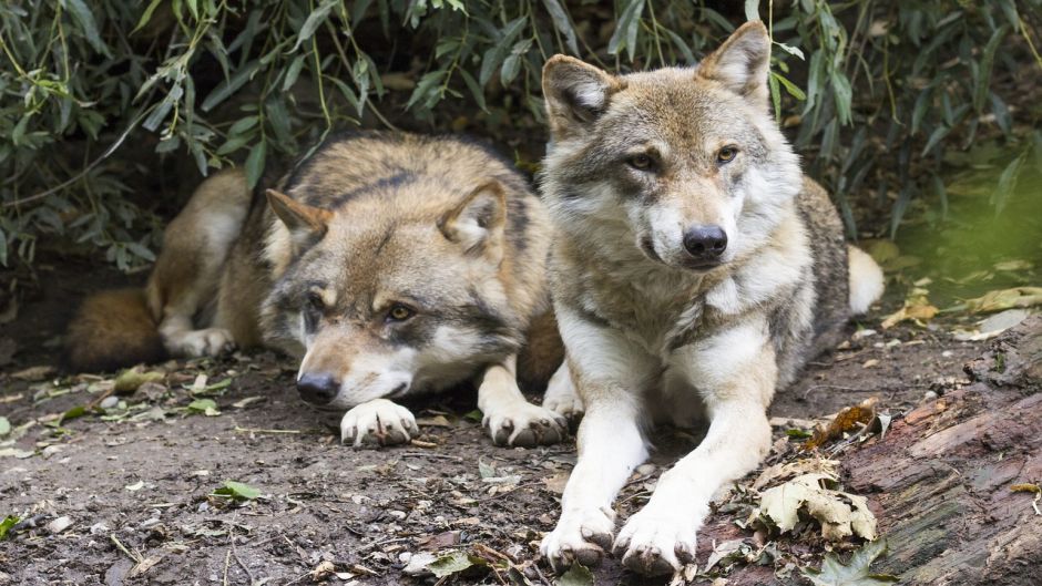 Lobo Europeo.   - CHINA