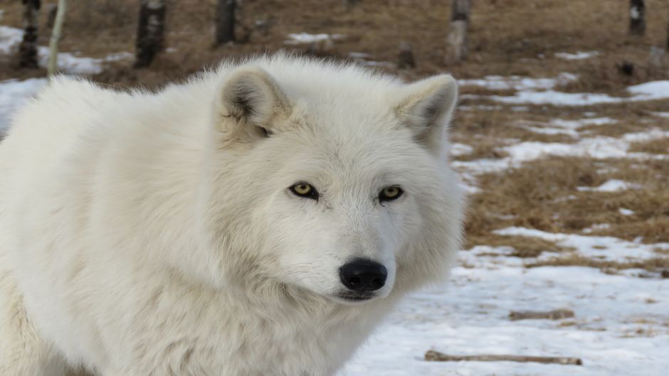 Lobo Ártico.   - 