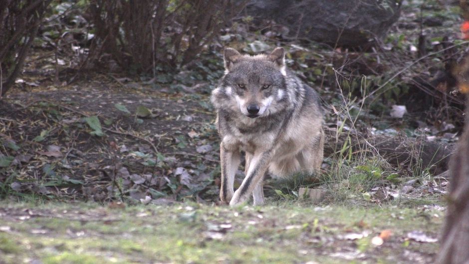 Lobo Mexicano.   - 